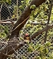 Psilopogon haemacephalus