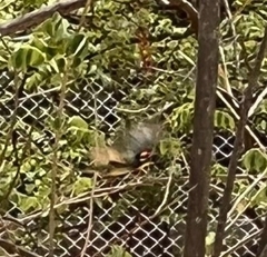 Psilopogon haemacephalus