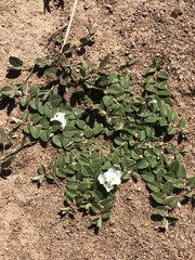 Evolvulus prostratus