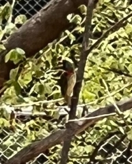 Psilopogon haemacephalus