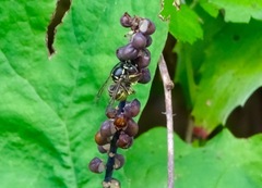 Dolichovespula arenaria