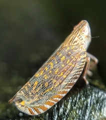 Apia