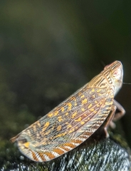 Apia