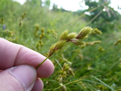 Carex scoparia image
