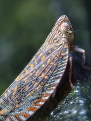 Apia