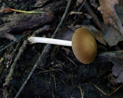 Pluteus velutinus