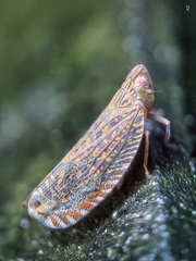 Apia