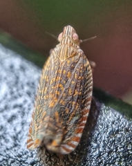 Apia