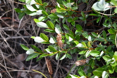 Salix saxatilis