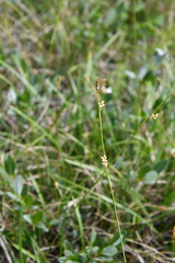 Carex vaginata