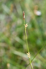 Carex vaginata