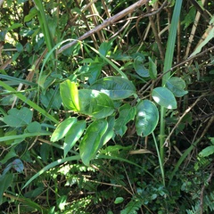 Urceola micrantha