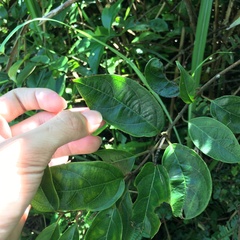 Urceola micrantha