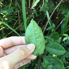 Urceola micrantha