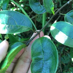 Urceola micrantha