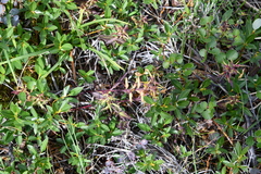 Pedicularis lapponica