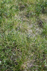 Carex vaginata