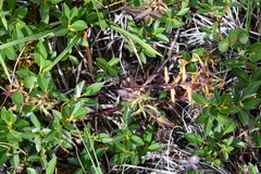 Pedicularis lapponica