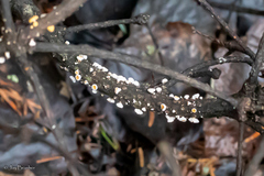 Lachnellula resinaria