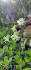 Silene campanulata