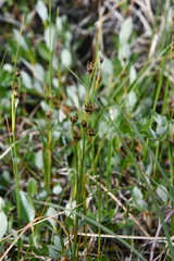 Juncus castaneus