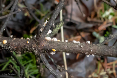 Lachnellula resinaria