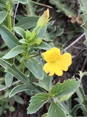 Mecardonia vandellioides