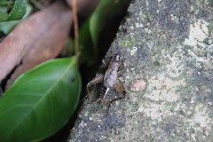 Loxoblemmus equestris