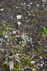 Saxifraga cernua