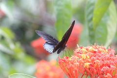 Papilio memnon