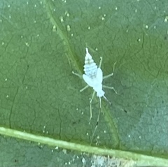 Hyaliodes