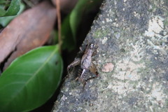 Loxoblemmus equestris