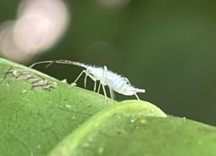 Hyaliodes