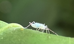 Hyaliodes