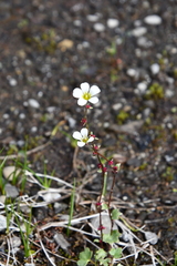 Saxifraga cernua