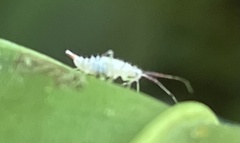 Hyaliodes