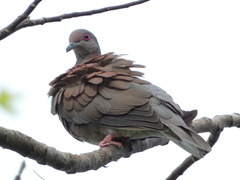Patagioenas cayennensis