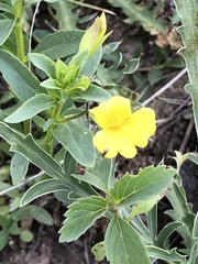 Mecardonia vandellioides