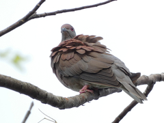 Patagioenas cayennensis