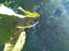 Polyscias australiana