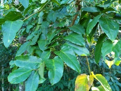 Polyscias australiana