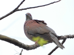 Patagioenas cayennensis