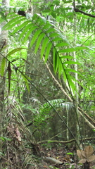 Sterculia apetala image