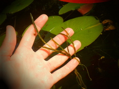 Potamogeton zosteriformis