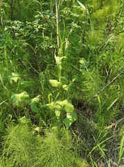 Parasenecio hastatus