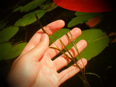 Potamogeton zosteriformis