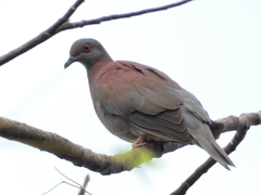 Patagioenas cayennensis