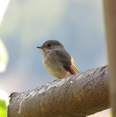Muscicapa adusta