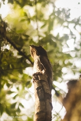 Nyctibius aethereus