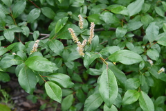 Salix hastata